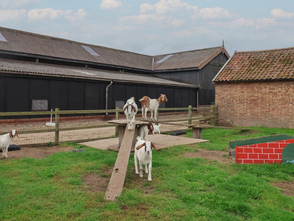 Goats on a wooden platform in an outdoor area at Duchess Cottage in Woodbridge
