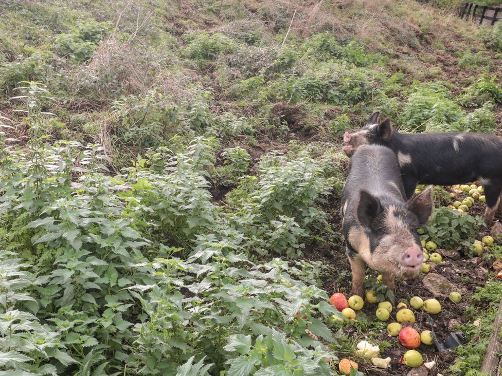 Two pigs amidst apples on the ground at Spring View in Tetbury