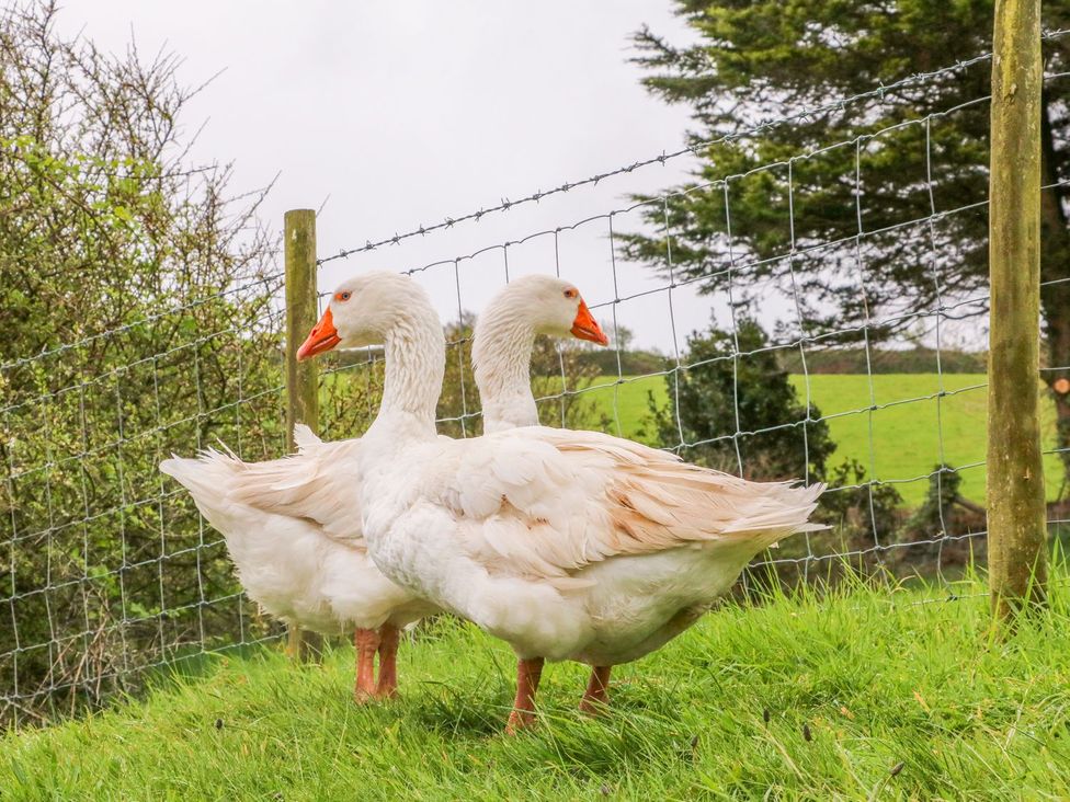 Two geese standing on grass near a fence at Round Barn Ilfracombe