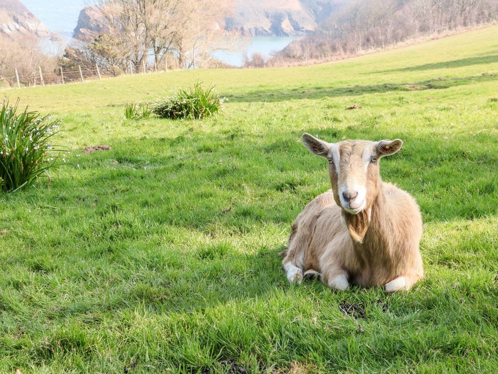A goat lying on grass with a view of water and hills at Round Barn in Ilfracombe
