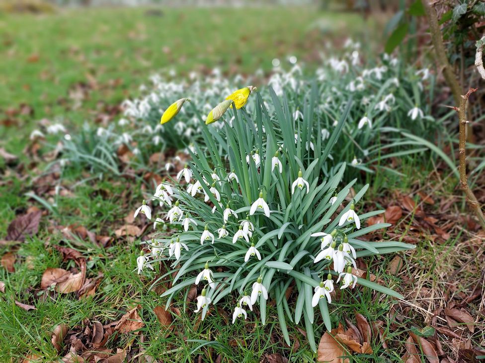 Snowdrop and daffodil flowers in grass at The Coach House- Canonbie near Langholm