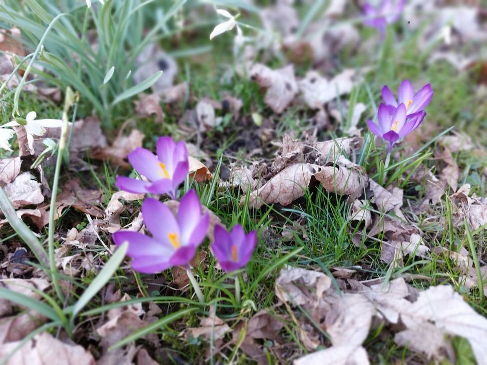 Crocus flowers and dried leaves in a garden at The Coach House- Canonbie near Langholm