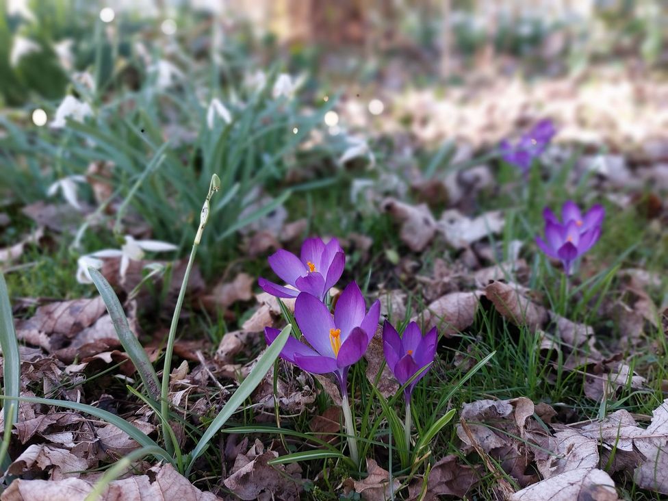 Purple crocus flowers among grass and leaves at The Coach House- Canonbie near Langholm