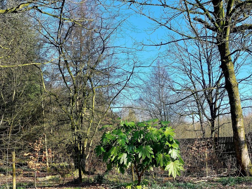 A garden with trees and a leafy plant at The Coach House- Canonbie near Langholm