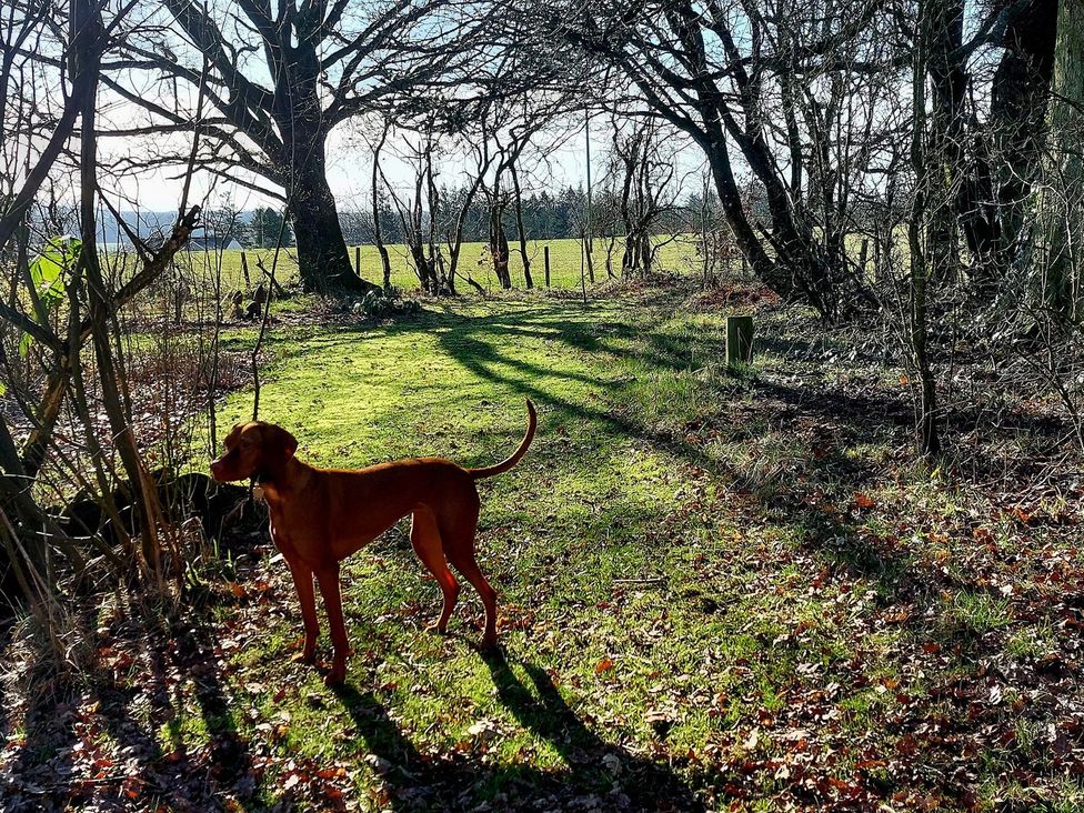 A dog standing on grass near trees at The Coach House- Canonbie near Langholm
