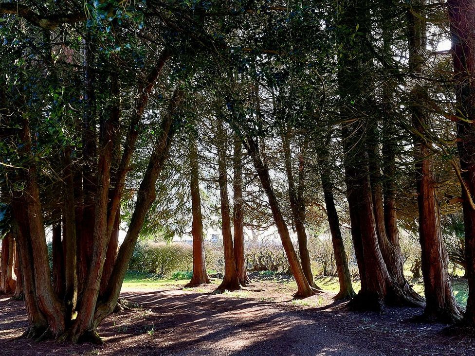 A pathway through trees at The Coach House- Canonbie near Langholm