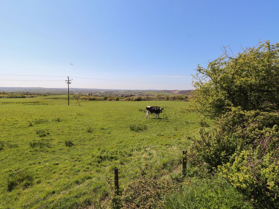 A cow in a grassy field at Mona View in Amlwch