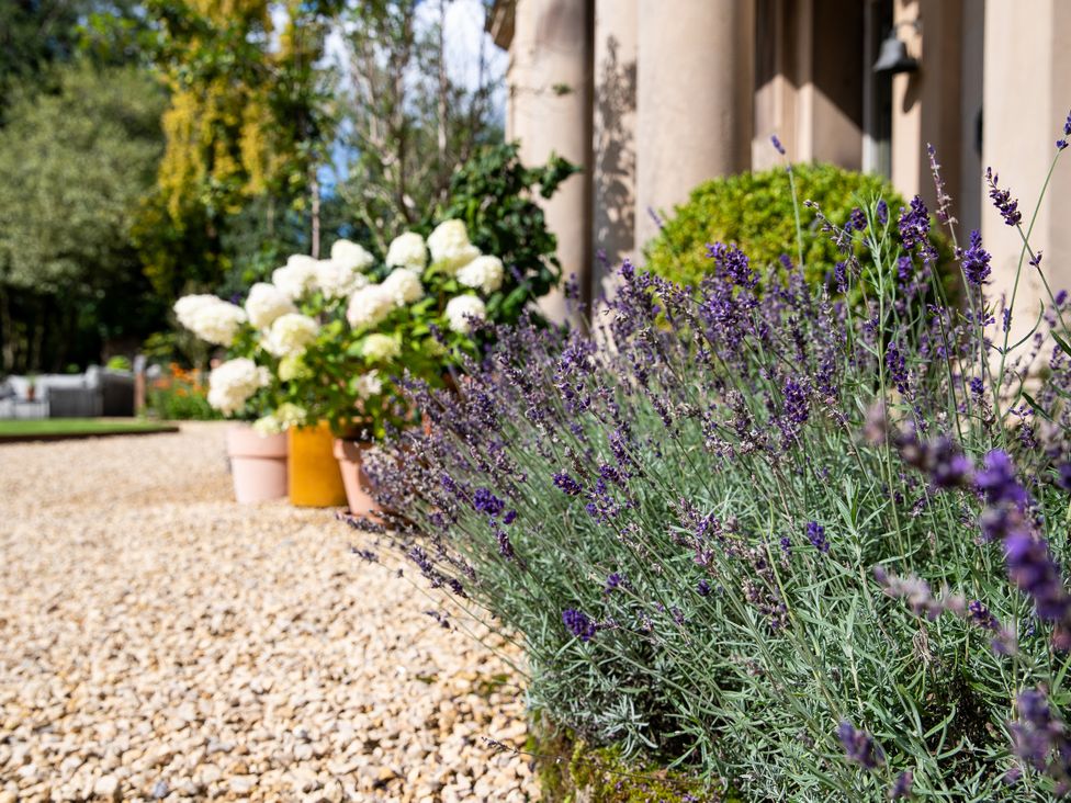 A garden with lavender plants and flower pots at The Country House Cumbria Castle Carrock