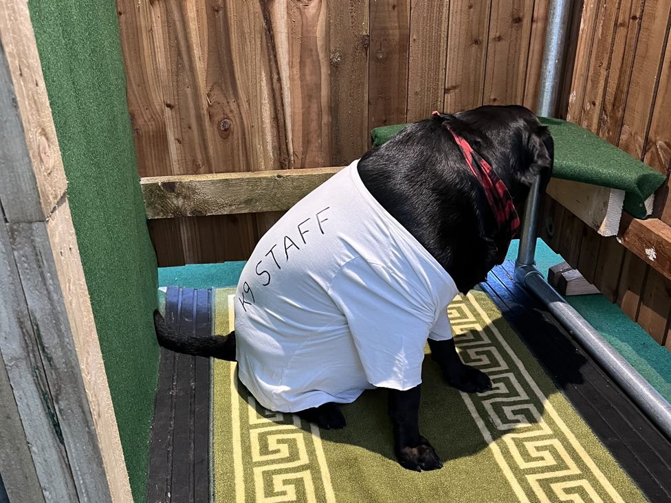 A dog wearing a shirt in an outdoor space at Pompian Lodge Bretherton near Tarleton