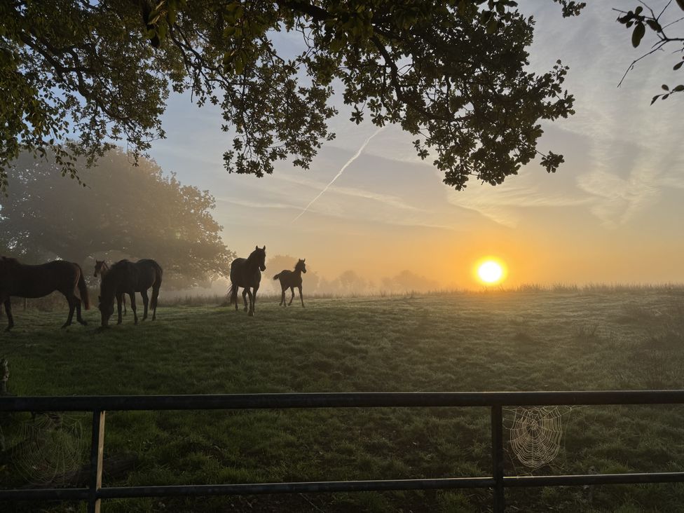 Horses in a field with a sunrise at The Bus on the Hill in Huntsham near Bampton, Devon