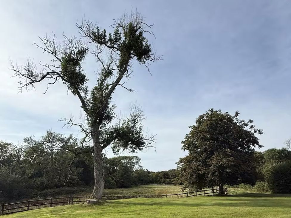 A tree with sparse branches and a grassy area at Copper Mine Cottage in Trelill near Port Isaac
