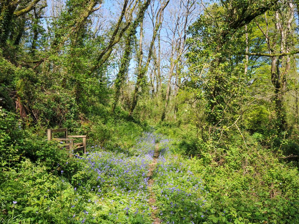A path through a forest with blue flowers and a chair at Copper Mine Cottage Trelill near Port Isaac