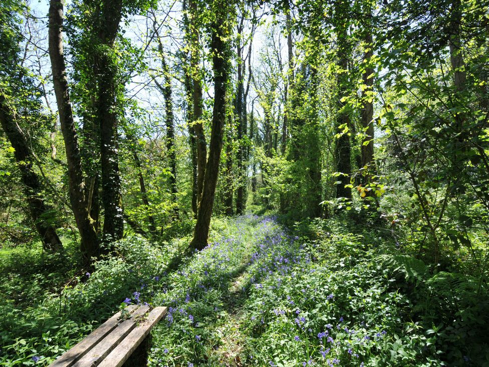 A path through trees with wildflowers at Copper Mine Cottage in Trelill near Port Isaac