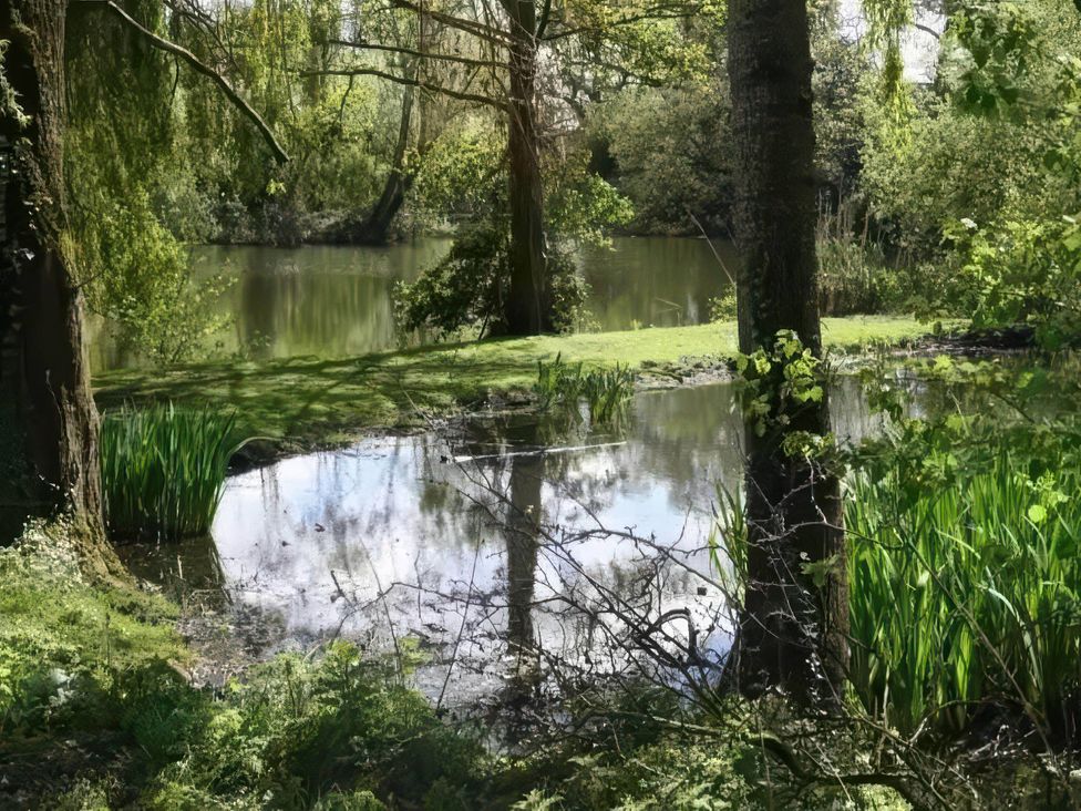A natural scene with a pond surrounded by trees and grasses at location