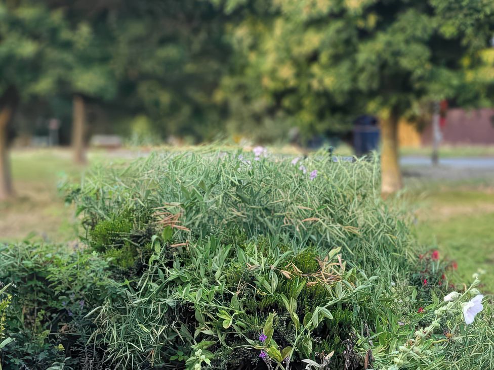 A garden with various bushes and flowers at the property