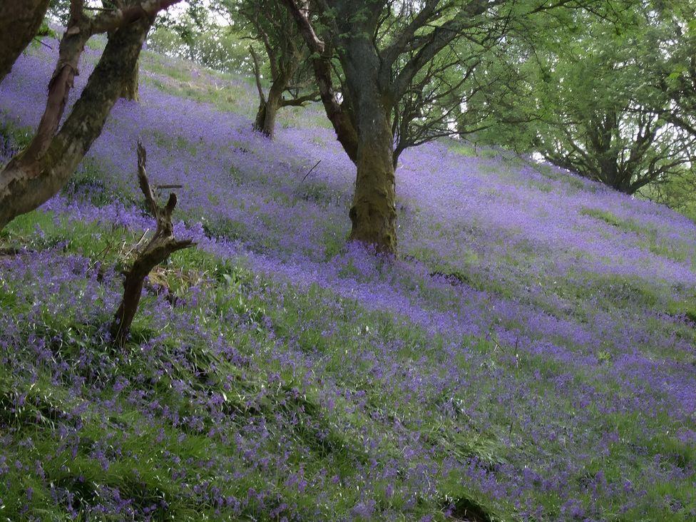 A hillside covered in purple flowers and trees at Tranquil Cottage 