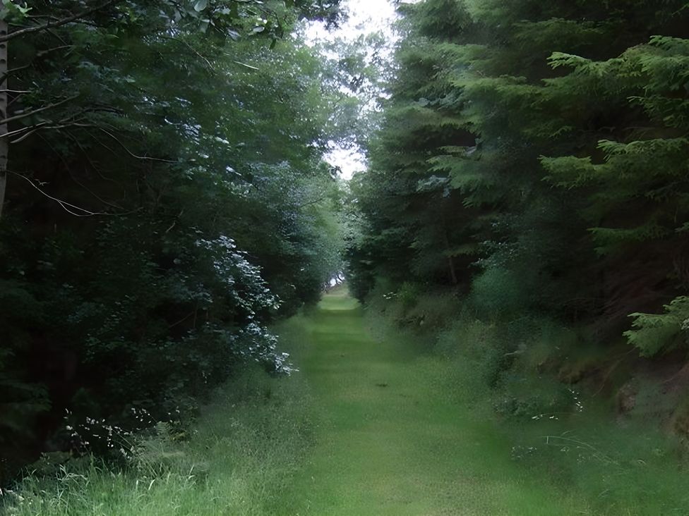 A pathway through trees in a forest at Tranquil Cottage