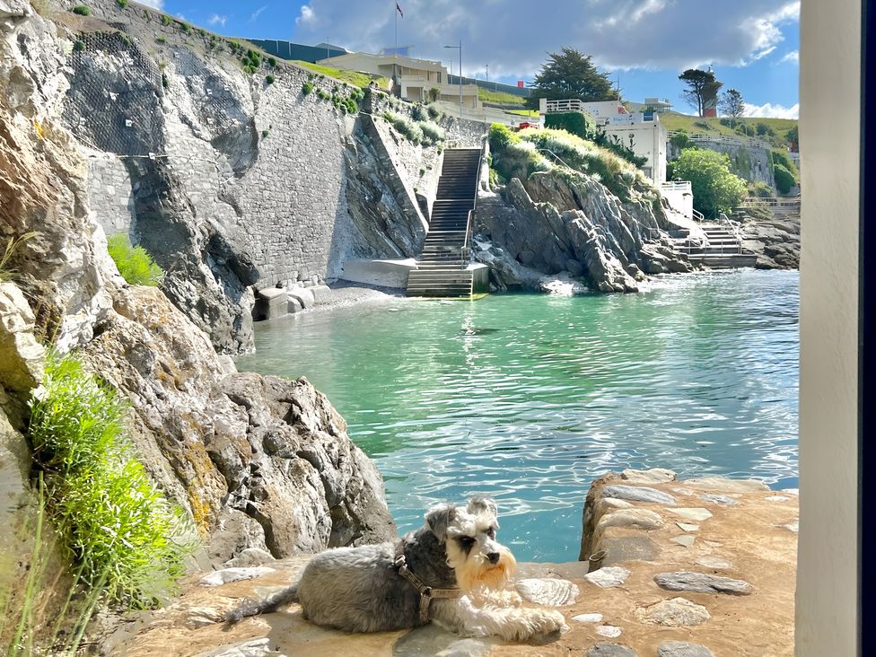 A dog resting by the water near rocky shore at Seafront Cottage in 