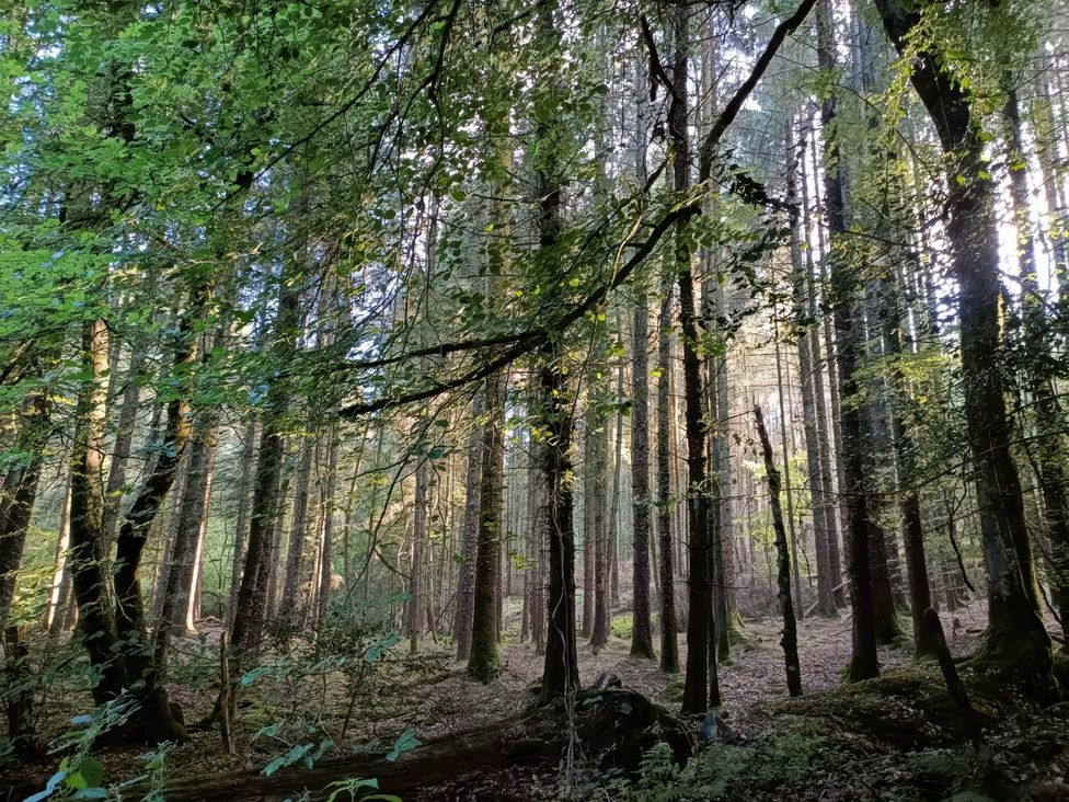 A forest with tall trees and green leaves at Old Highwood Barns Dunkeswell