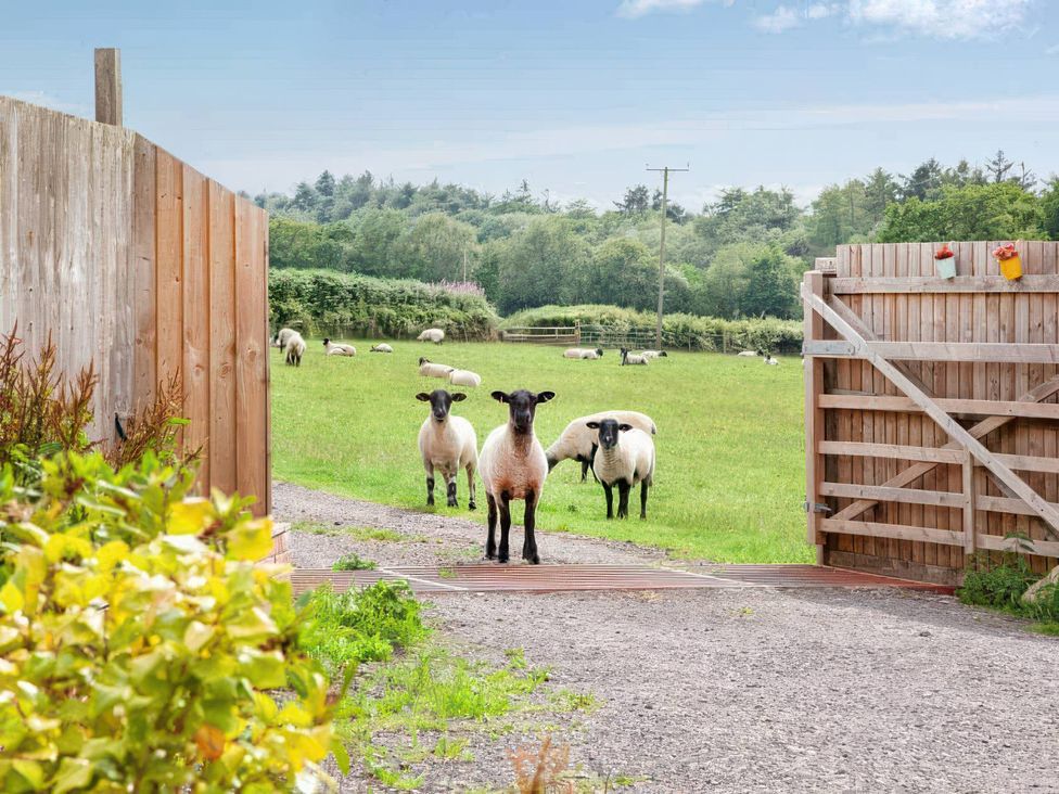 An outdoor area with sheep near a gate at a farm