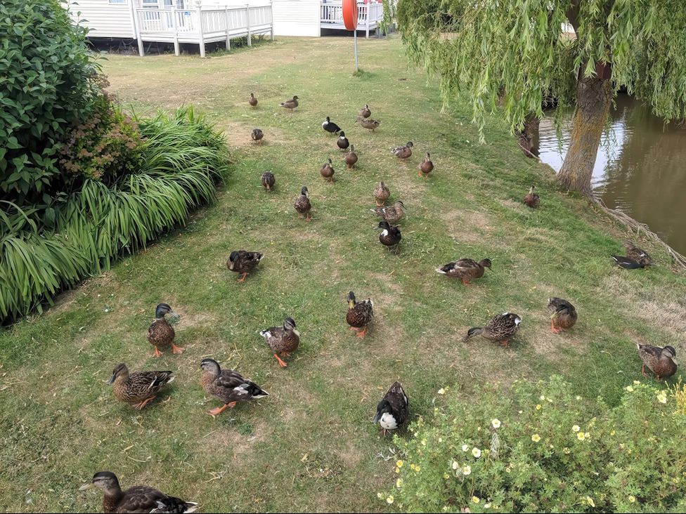 A group of ducks on grass near water at a park
