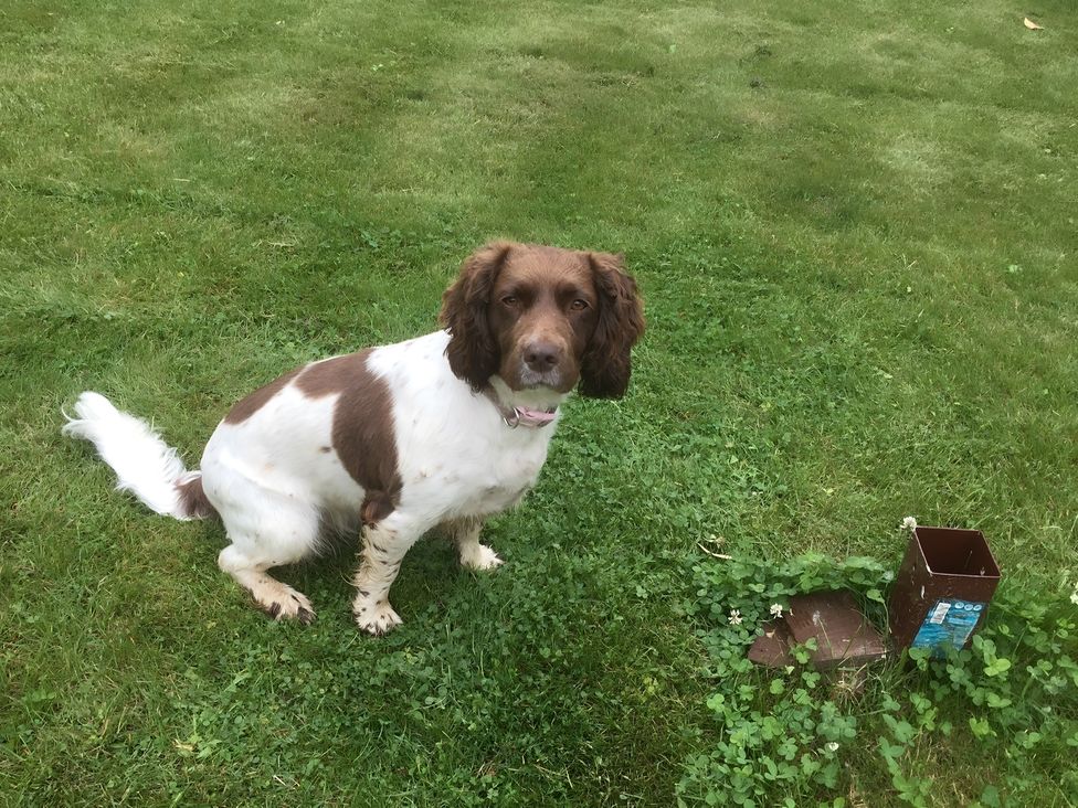 A dog sitting on grass next to a brown box at Ivy Corner