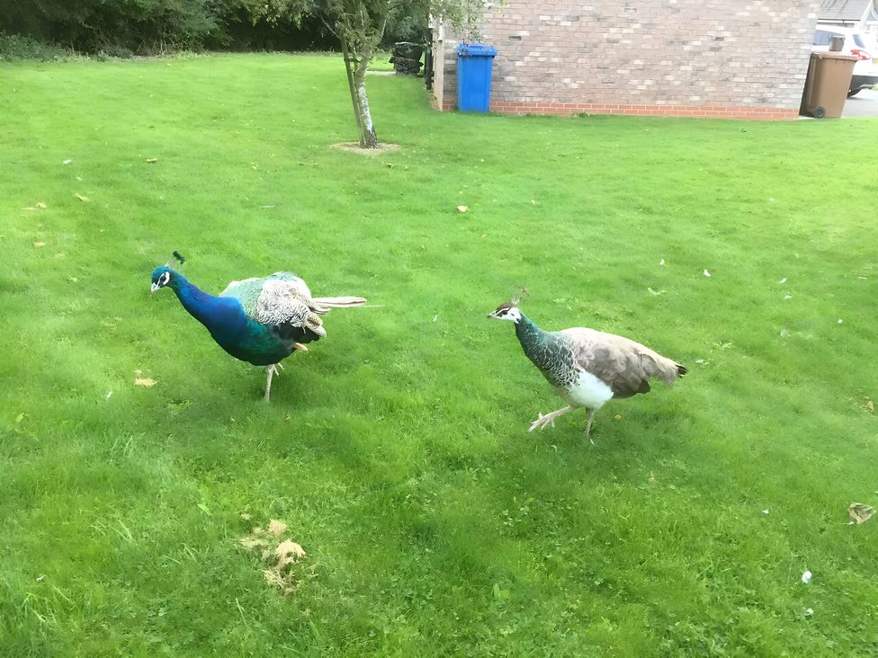 Two peacocks walking on grass near a brick wall and bin at Ivy Corner