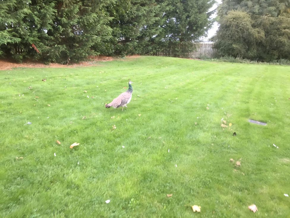 A peacock walking on grass in a garden at Ivy Corner