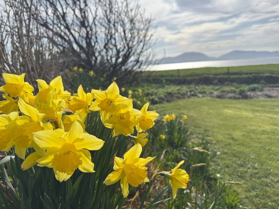 A garden with daffodils and a view of water and mountains at Withi-Gill