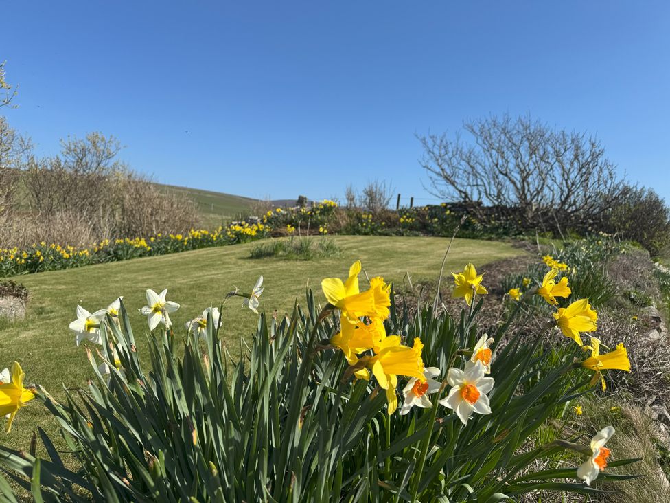 A garden with daffodils and green grass at Withi-Gill