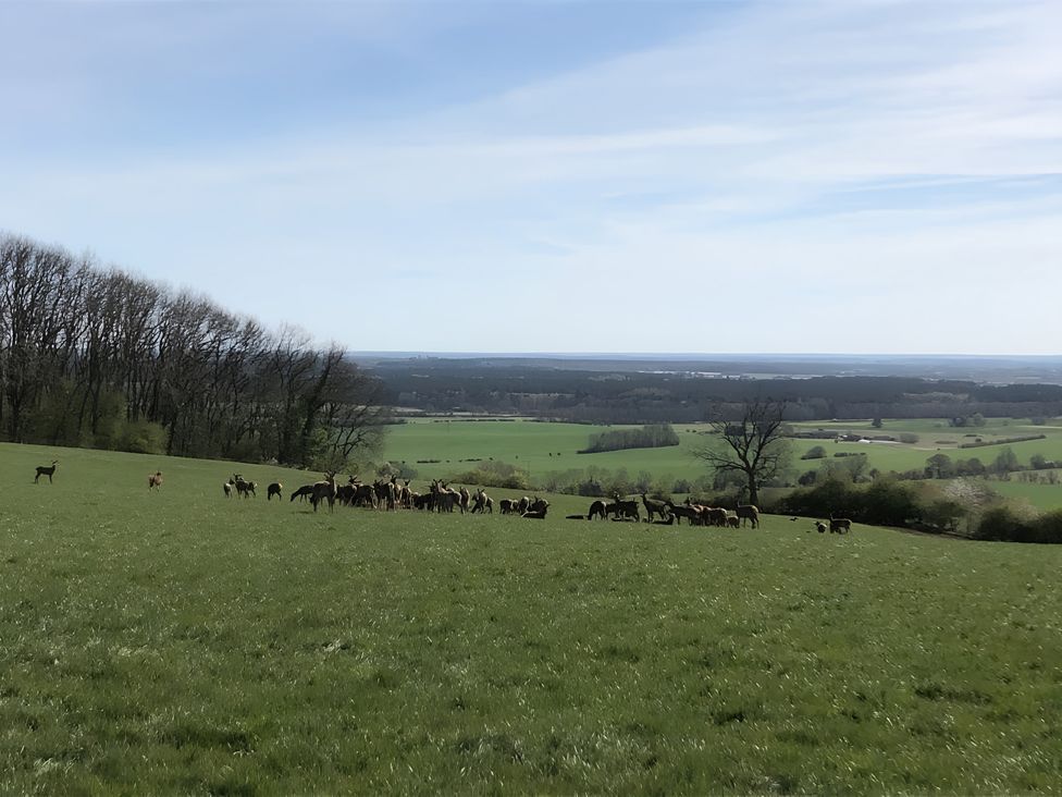A herd of deer in a grassy field with trees and a distant horizon at 29 Front Street, Market Rasen