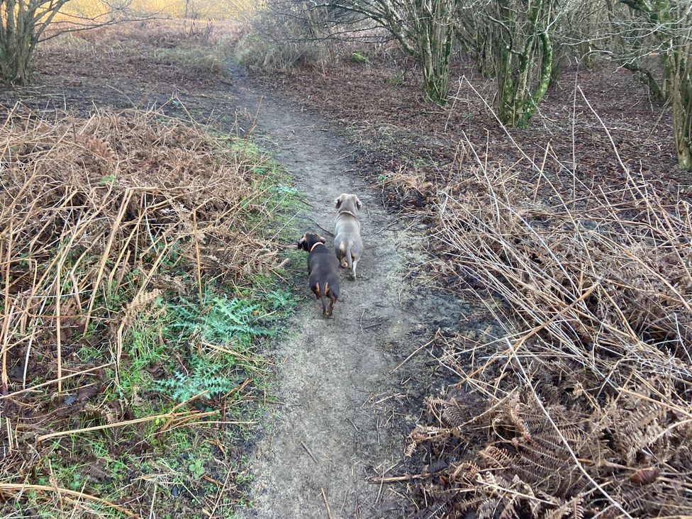 Two dogs walking along a path in a natural setting