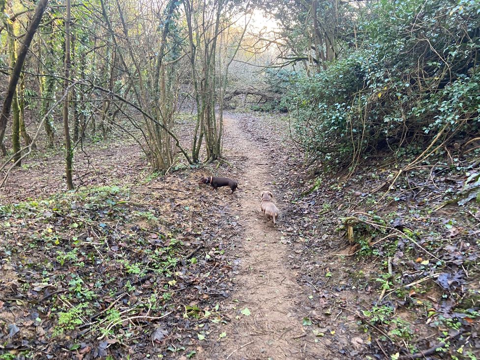 Two dogs on a dirt path in a forest at Elms 32 Porthcawl