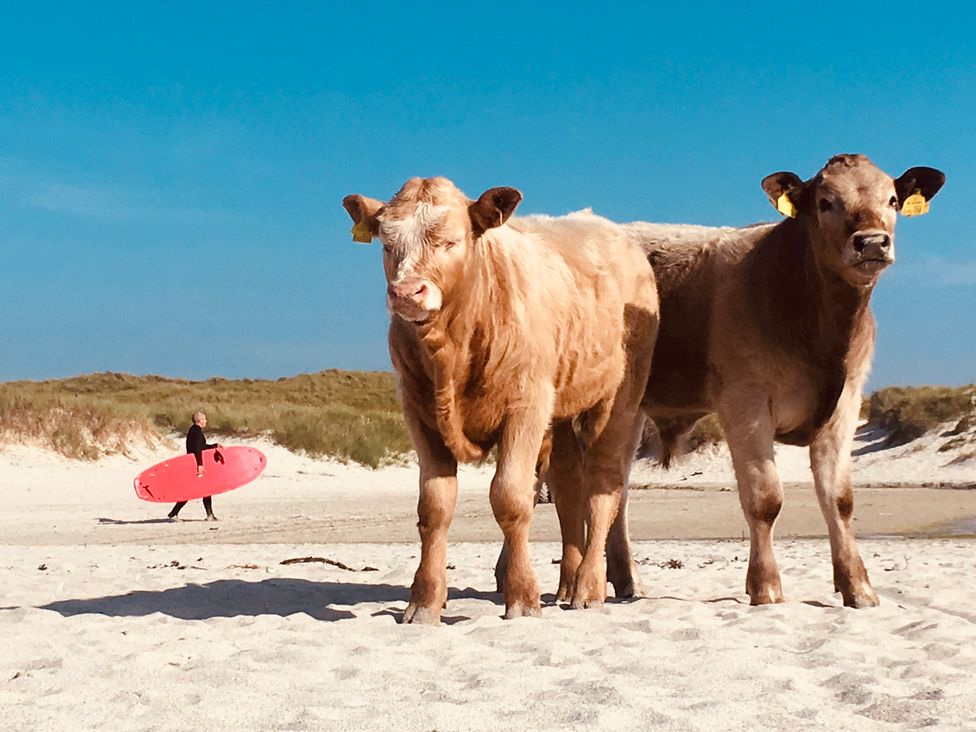 Two cows on a sandy beach with a person carrying a surfboard at Kirkapol Beach Pod - Flow Isle of Tiree