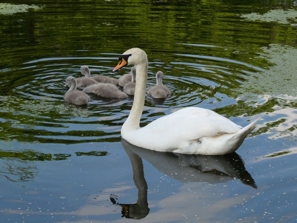 A swan swimming with cygnets on a pond at Evas Cottage Southam