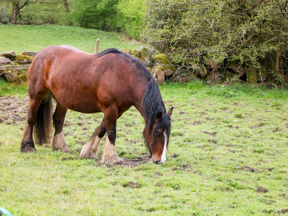 A horse grazing on grass with trees and stones in the background at Meadow View Cottage Whatstandwell near Crich