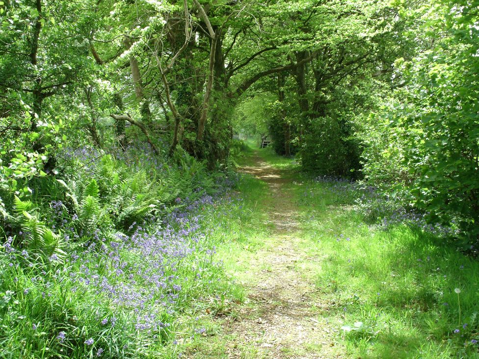 A pathway surrounded by trees and bluebells at Rumenco Horse Lorry