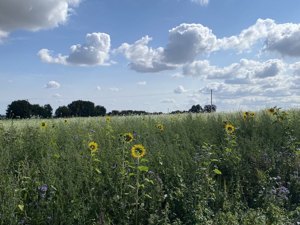 A field with sunflowers and wildflowers under a cloudy sky at Manor Cottage in Ilminster