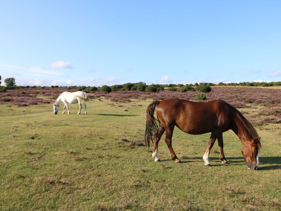 Two horses grazing on grass in a field with heather at 53 Orchard Place