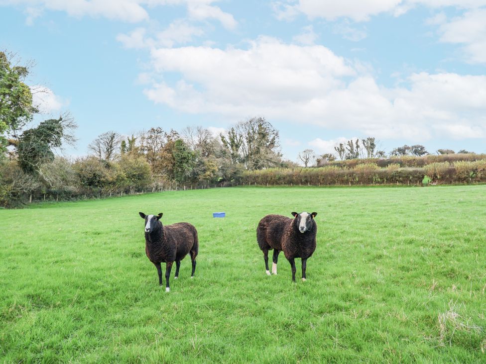 Two sheep standing in a green field at Dairy Cottage Bullhornstone near South Brent