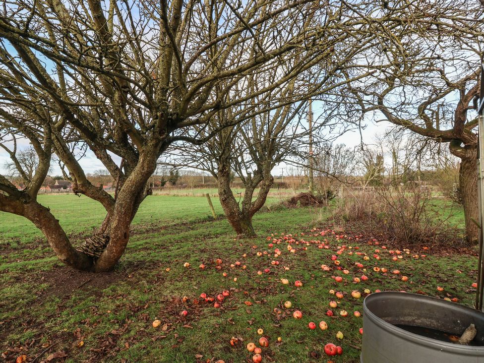 A scene with apple trees and fallen apples in a field at Daffodil Cottage, York