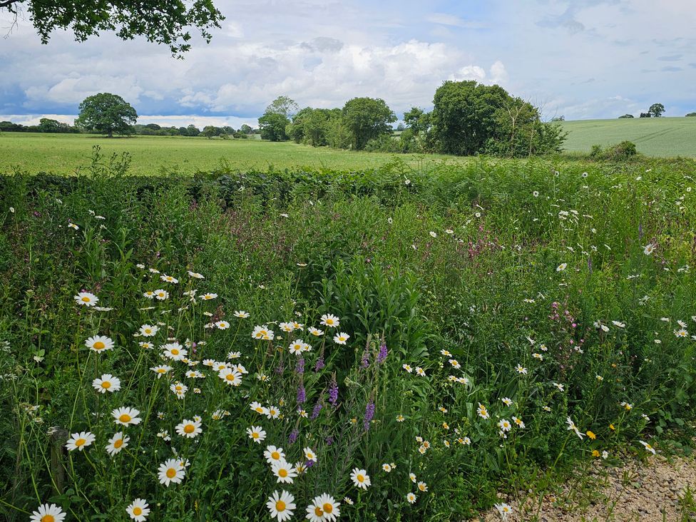 A field with wildflowers and trees at Fairview in Darsham