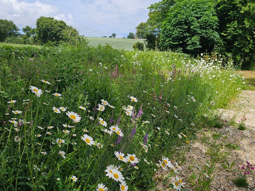 A garden with wildflowers and trees at Fairview in Darsham
