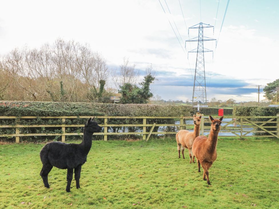 Three alpacas standing in a field near a power line at Curlew Cottage, Lower Peover, Cheshire