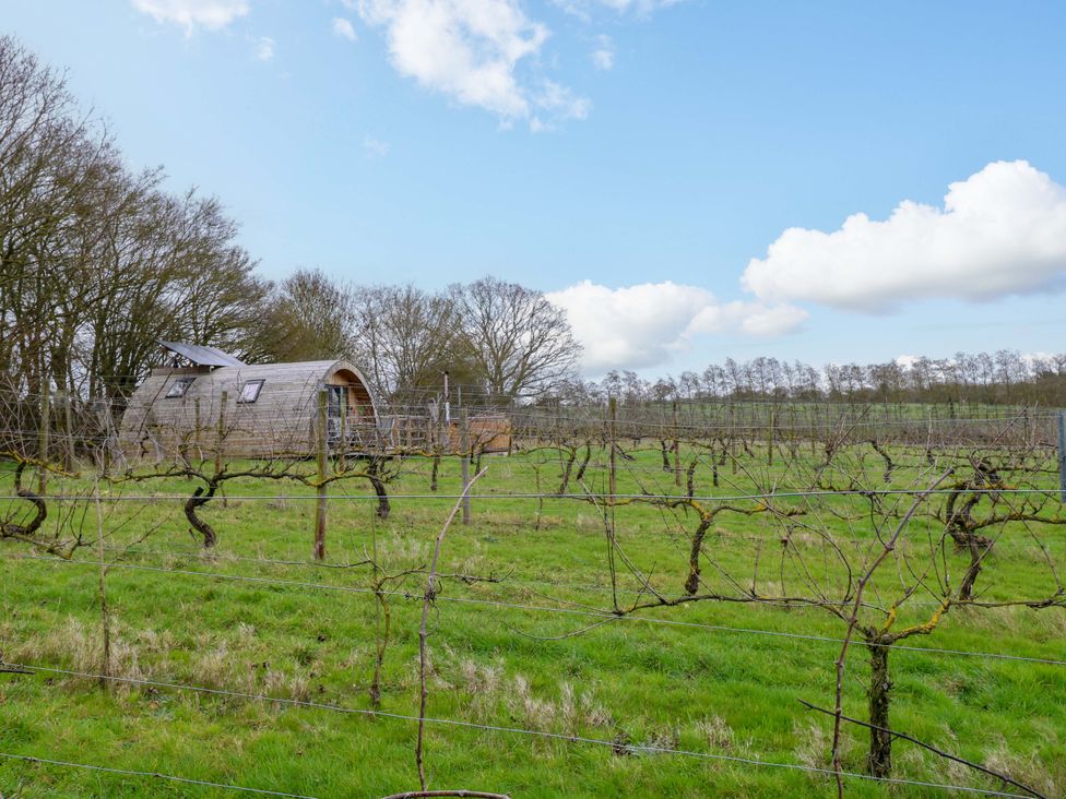 A vineyard with a cabin and trees at Grape Escape near Halesworth