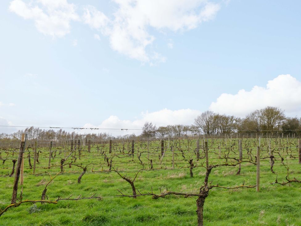 A vineyard with vines in a grassy field at Grape Escape near Halesworth