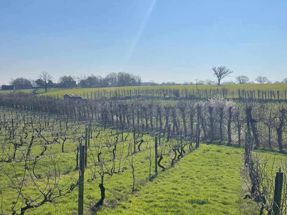 A vineyard with grapevines and a building near Halesworth