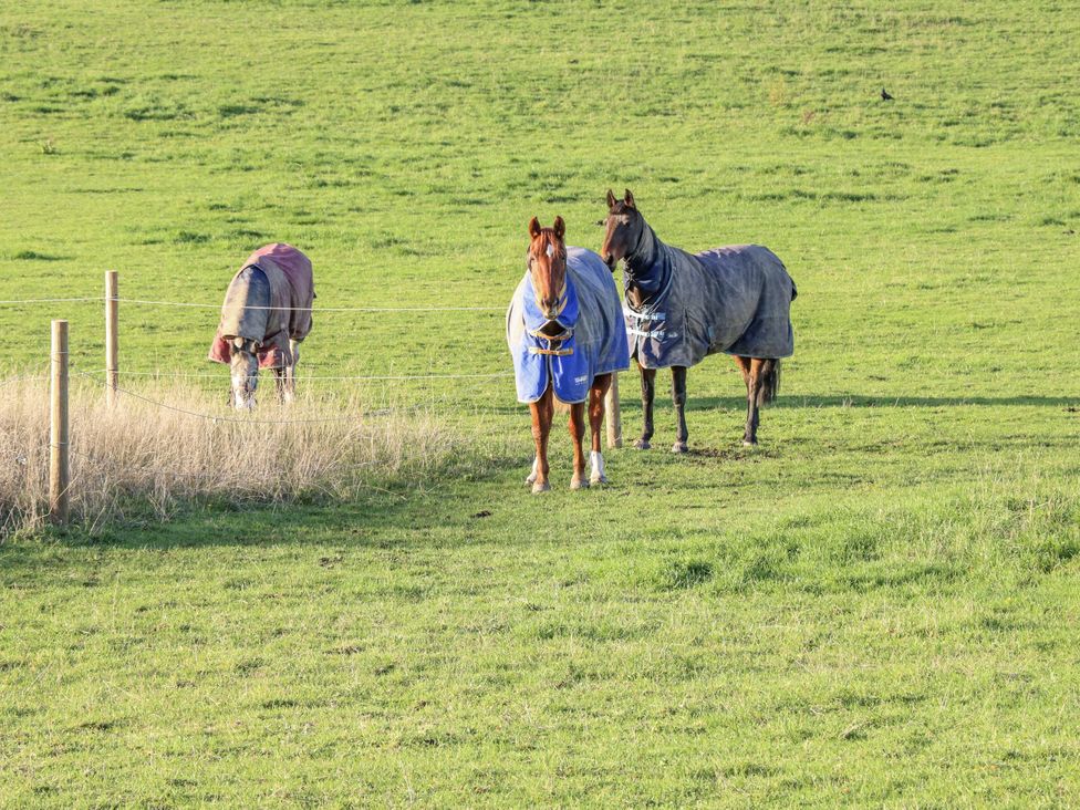Three horses wearing blankets in a field at The Robins Nest