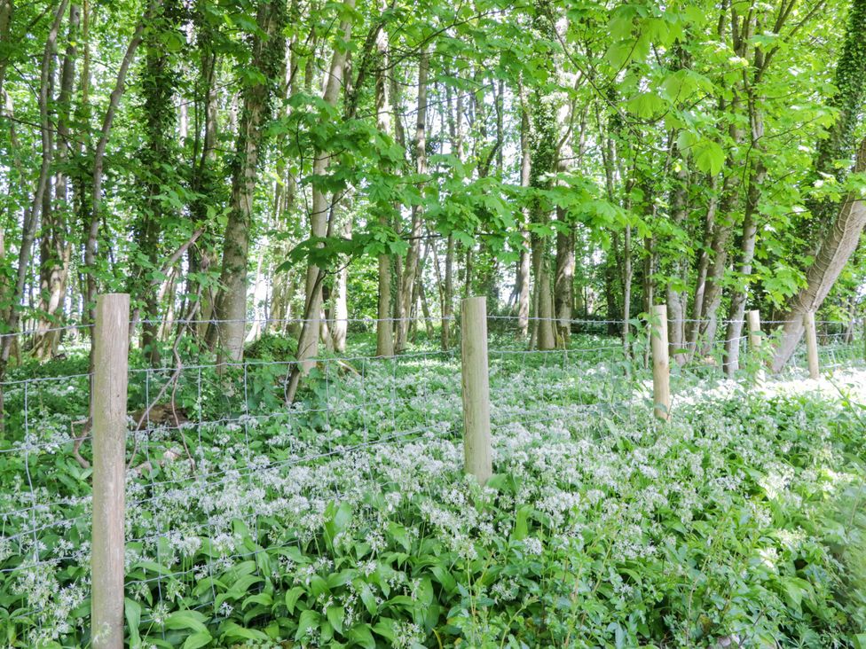 A wooded area with trees and a fence at Little Hut in Grange-Over-Sands