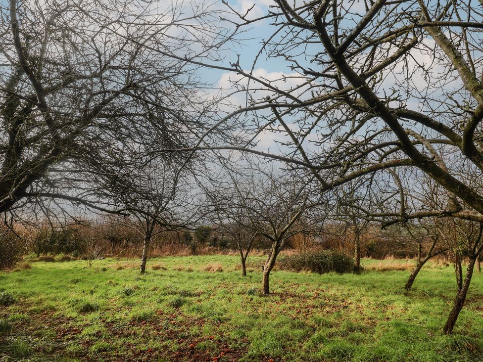 A garden with bare trees and grass at Little Poppes Lawn in Holditch near Hawkchurch